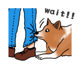 Taiwan Mix Dog-Toffee sticker #4919817