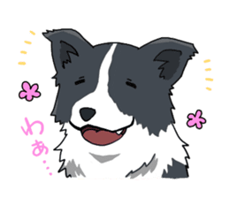 Border collie stamp sticker #4948214