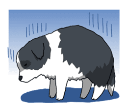 Border collie stamp sticker #4948221