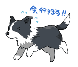 Border collie stamp sticker #4948226