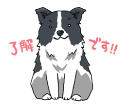 Border collie stamp sticker #4948227