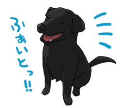 Border collie stamp sticker #4948243