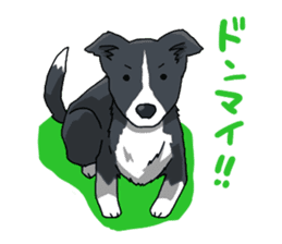 Border collie stamp sticker #4948244