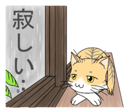 Daily tiger pattern of cat and family sticker #4985932