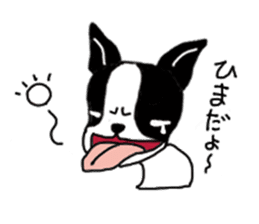 kawaii! Boston Terrier sticker #5039519