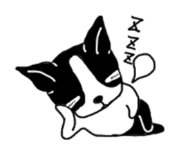 kawaii! Boston Terrier sticker #5039530