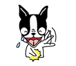 kawaii! Boston Terrier sticker #5039545