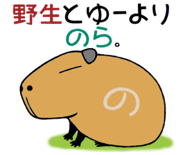 Daily Life of a Stray Capybara sticker #5046302