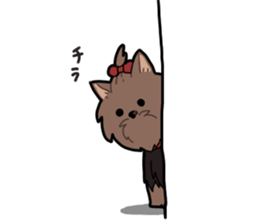 Yorkshire Terrier girl sticker sticker #5057893