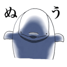 Beluga-chan sticker #5063935