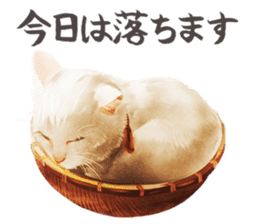 neko samurai Kyutaro&Tamanojyo sticker #5065173