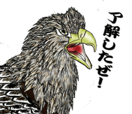 White-tailed eagle sticker #5080502