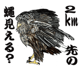 White-tailed eagle sticker #5080503