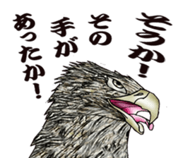 White-tailed eagle sticker #5080507