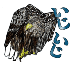White-tailed eagle sticker #5080508
