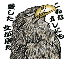 White-tailed eagle sticker #5080509