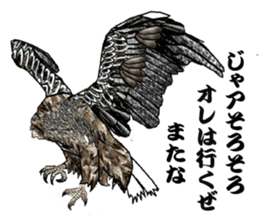 White-tailed eagle sticker #5080510