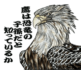 White-tailed eagle sticker #5080511