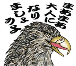 White-tailed eagle sticker #5080513