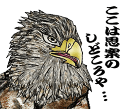 White-tailed eagle sticker #5080514