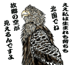 White-tailed eagle sticker #5080515
