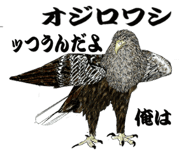 White-tailed eagle sticker #5080517