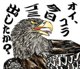 White-tailed eagle sticker #5080518