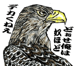 White-tailed eagle sticker #5080519