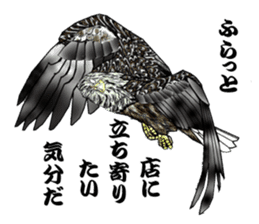 White-tailed eagle sticker #5080520