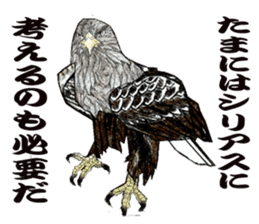 White-tailed eagle sticker #5080522