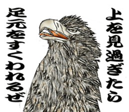 White-tailed eagle sticker #5080523