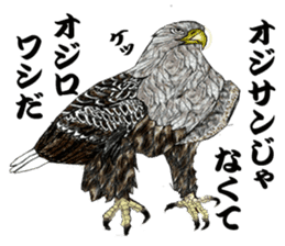 White-tailed eagle sticker #5080524