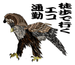 White-tailed eagle sticker #5080525