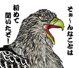 White-tailed eagle sticker #5080526