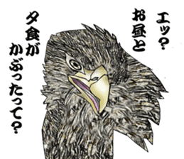 White-tailed eagle sticker #5080527