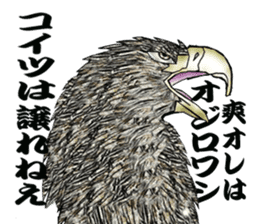 White-tailed eagle sticker #5080528