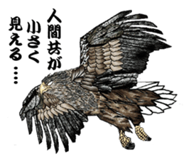 White-tailed eagle sticker #5080529