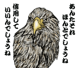 White-tailed eagle sticker #5080530