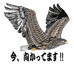 White-tailed eagle sticker #5080531