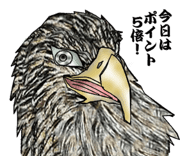 White-tailed eagle sticker #5080532