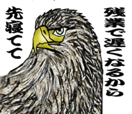 White-tailed eagle sticker #5080533