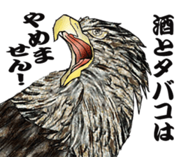 White-tailed eagle sticker #5080534