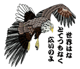 White-tailed eagle sticker #5080536