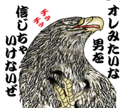 White-tailed eagle sticker #5080537