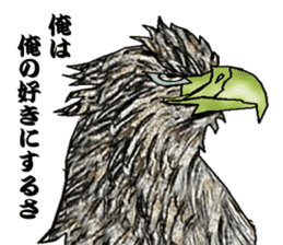 White-tailed eagle sticker #5080538