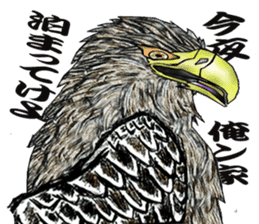 White-tailed eagle sticker #5080539