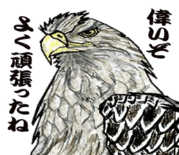 White-tailed eagle sticker #5080541