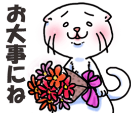 Fat Scottish Fold 2 sticker #5090908