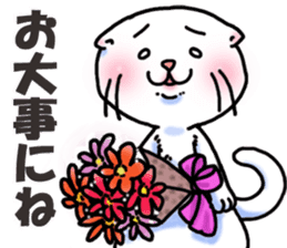 Fat Scottish Fold 2 sticker #5090908