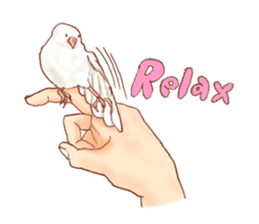 I love Javasparrow(as a pet) for English sticker #5118725